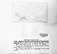 Ceratosphaeria lampadophora image